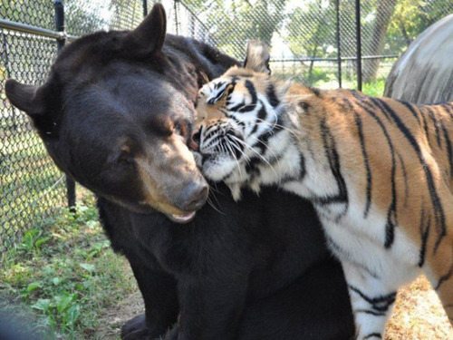 Bear Tiger Love