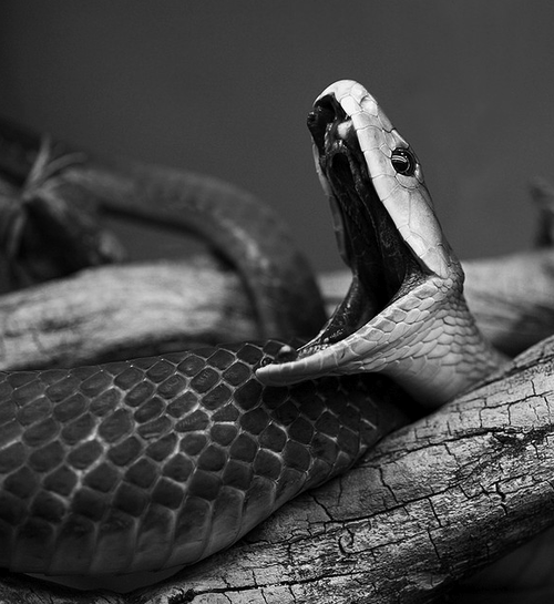 Snake Bites