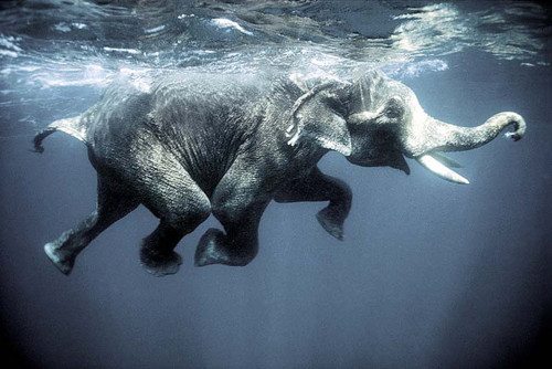 Swimming elephants in the Andaman Islands