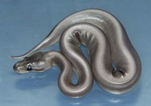 silver snake