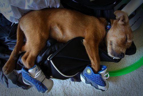 pup with Js