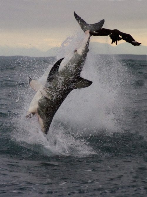 Spectacular Shark Breaching