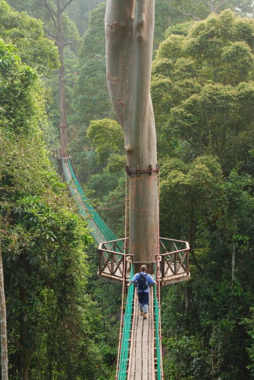 Borneo Rainforest Canopy Walkway, Malaysia.
