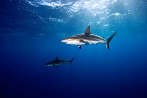 Caribbean Reef Sharks - Jardines de la Reina, Cuba