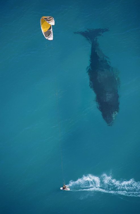 whale surf