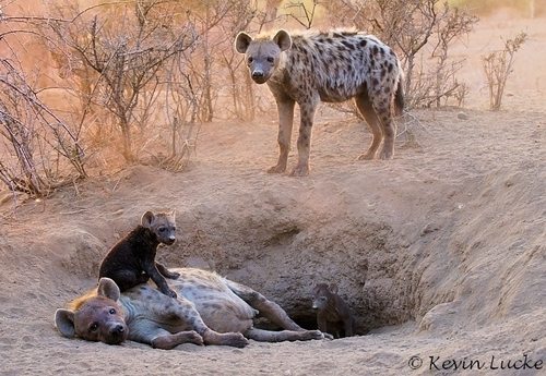 Hyena-den-by-Kevin-Luck