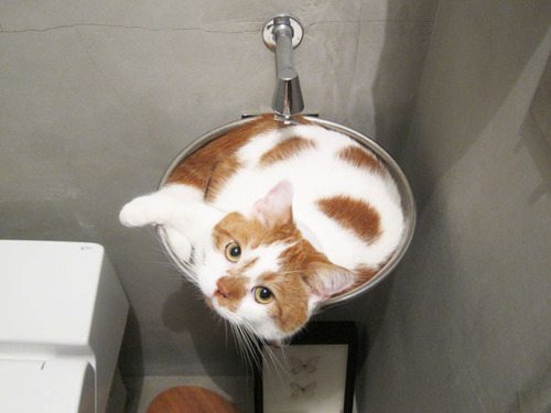 Kitty Sink
