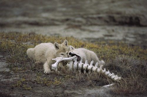 Artic Wolf Pups