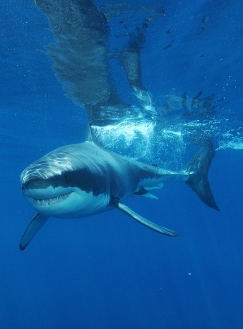 #SharkWeek