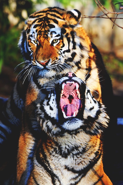 Tiger style